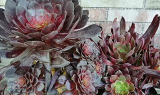 不冷不热是什么意思 不冷不热是什么意思